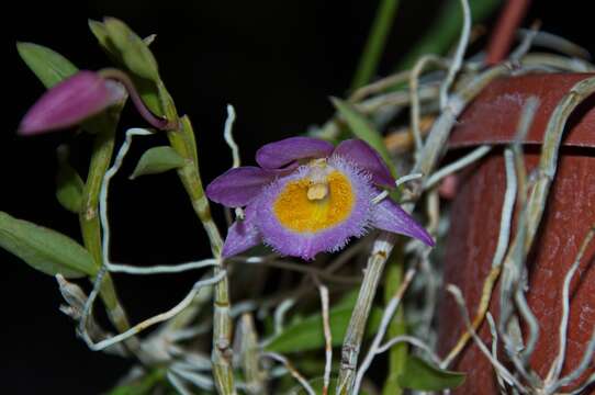 Image of Anemone Dendrobe