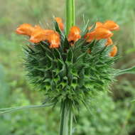 Image of Leonotis ocymifolia var. raineriana (Vis.) Iwarsson