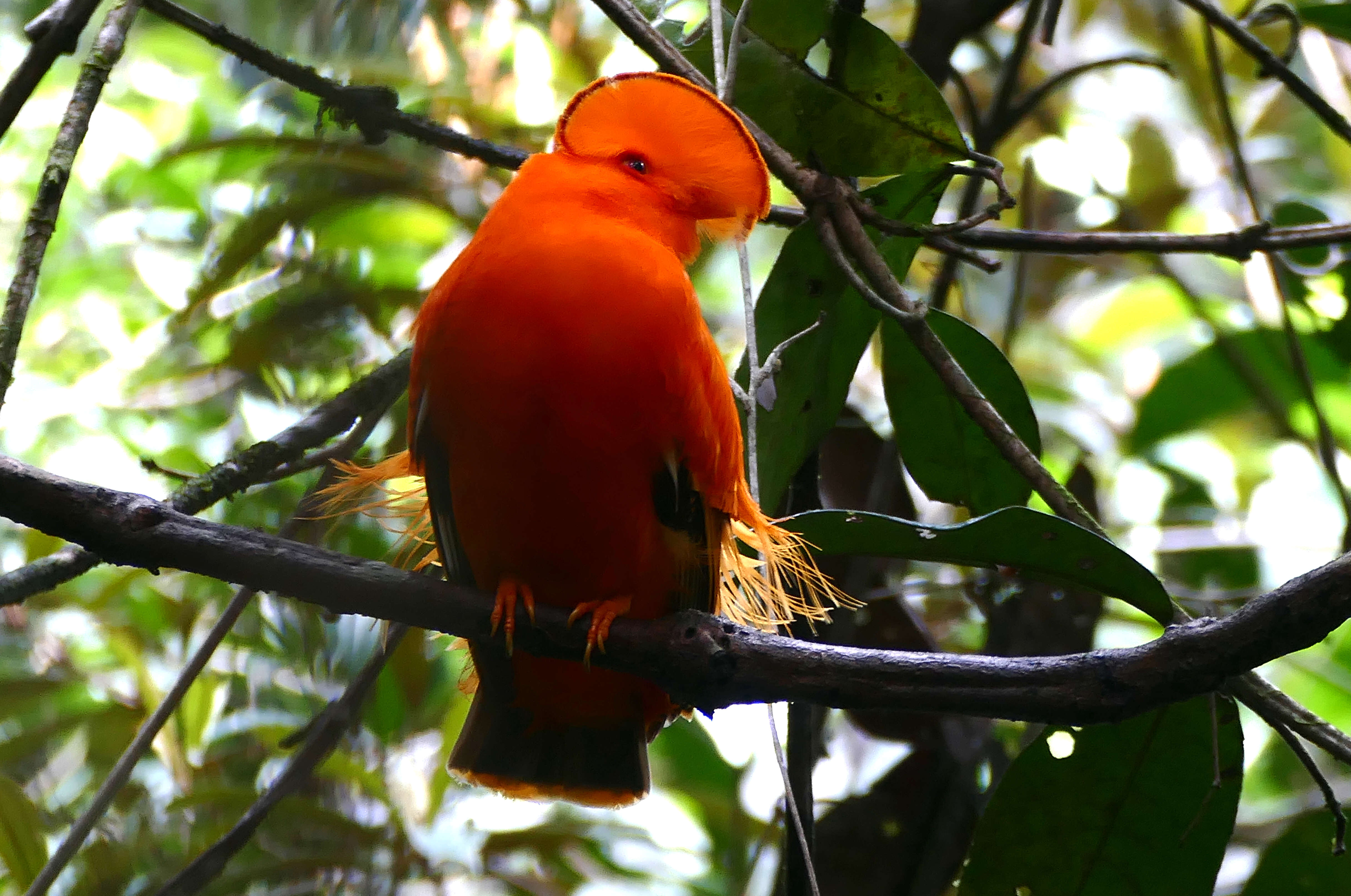 Image of Guianan Cock-of-the-rock