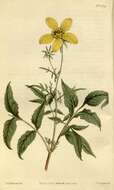 Image de Bidens grandiflora Balb.