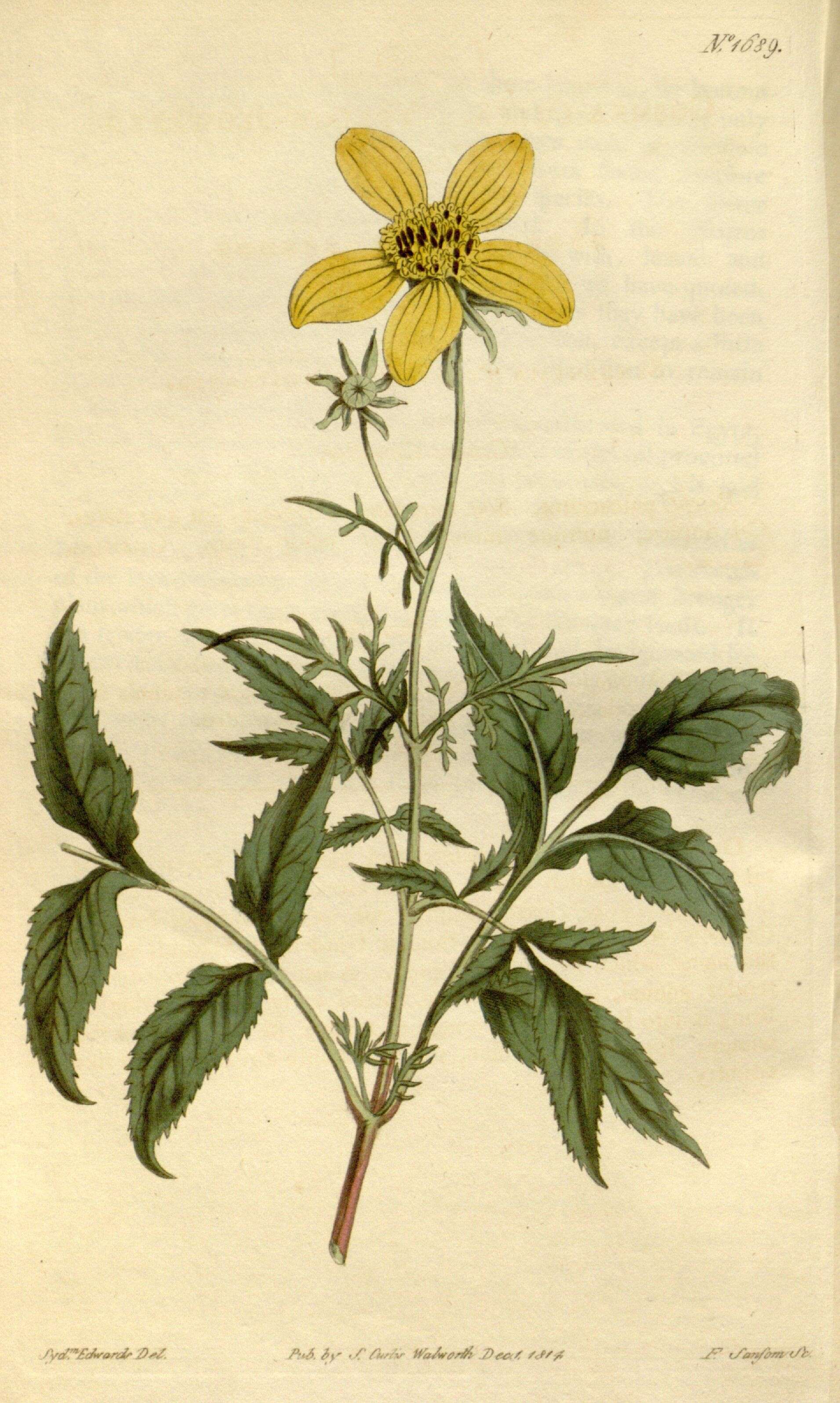 صورة Bidens grandiflora Balb.