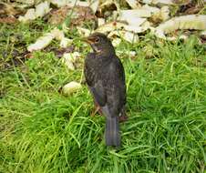 Image of Island Thrush