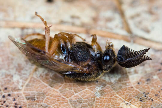 Image of Introduced Pine Sawfly