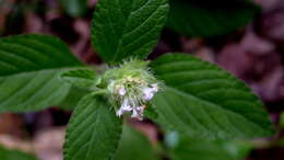 Image of bushmint