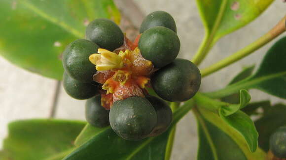 Image of Pagamea guianensis Aubl.