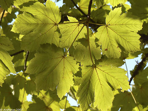 Imagem de Acer pseudoplatanus L.