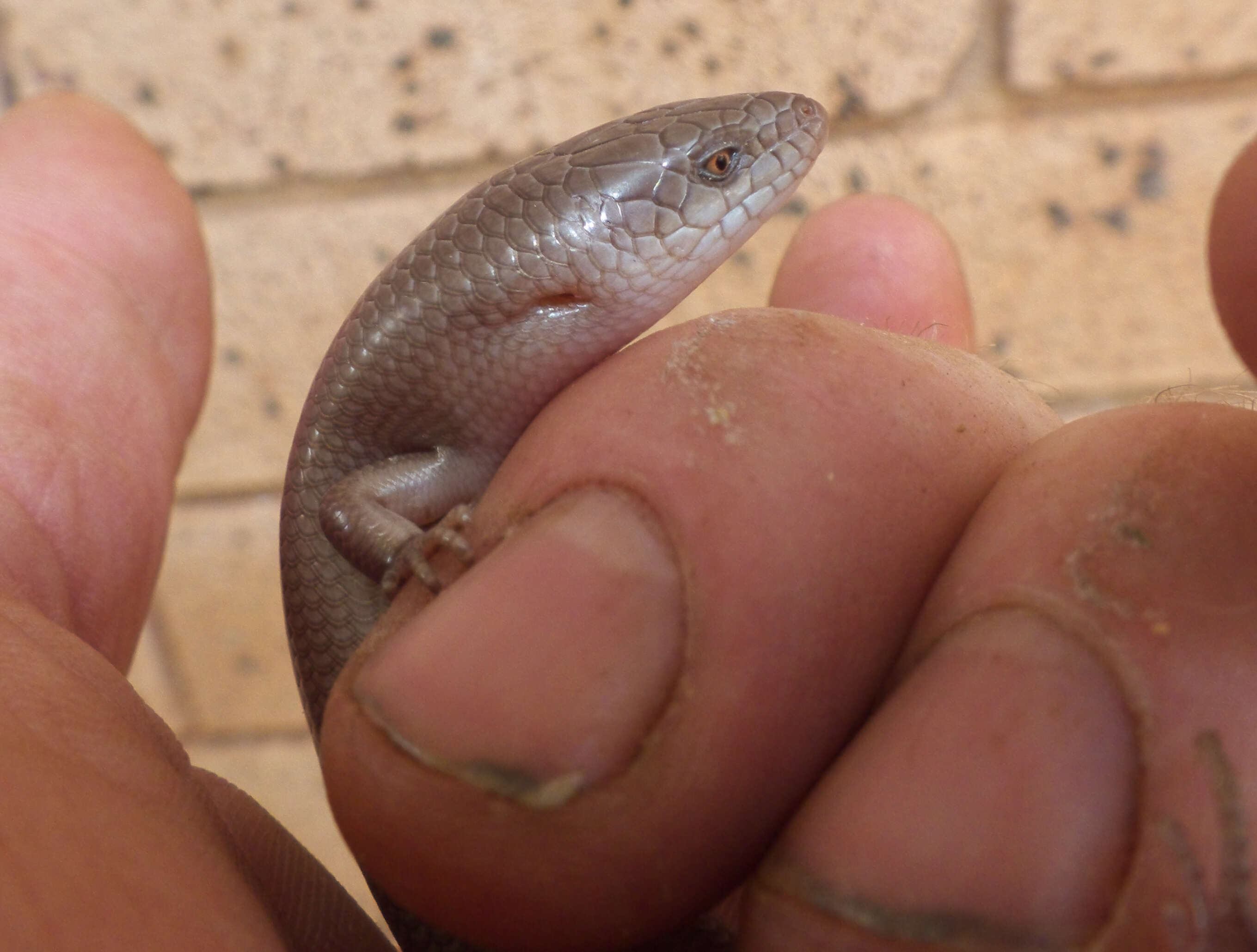 Image of Ctenotus Storr 1964