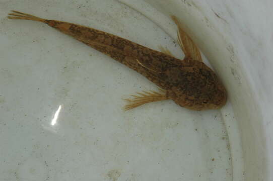 Image of Sculpin