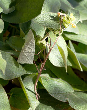 Image of Ctenomorpha marginipennis Gray & G. R. 1833