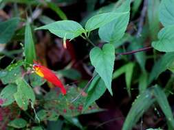 Image of Siphocampylus fluminensis (Vell.) E. Wimm.