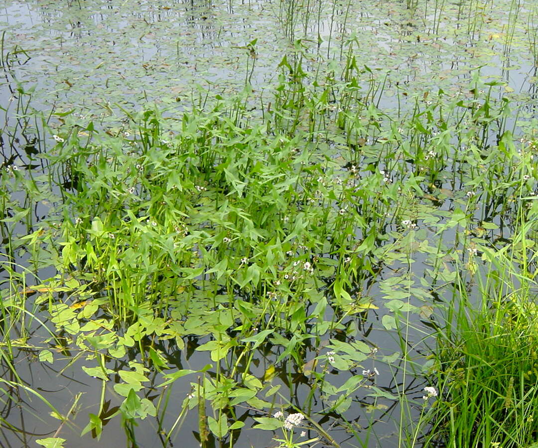 Image of Sagittaria