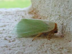 Image of slug caterpillar moths