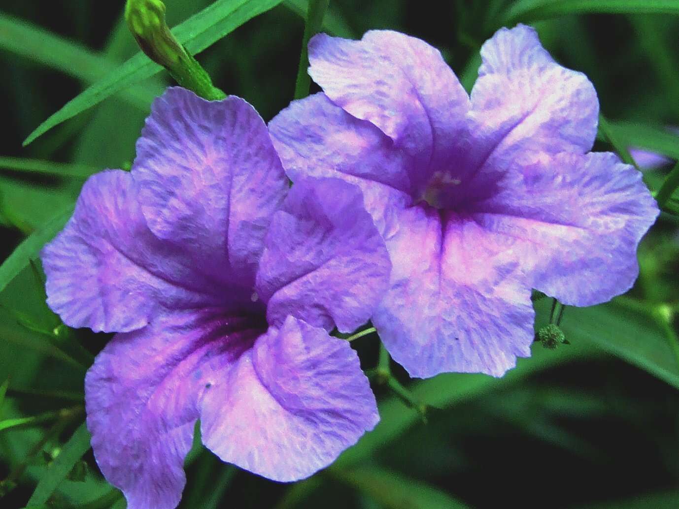 Imagem de Ruellia longepetiolata (Oerst.) Hemsl.