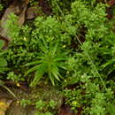 Image of Eriocaulaceae