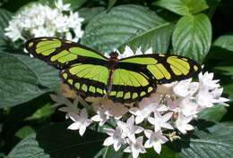 Image of dido longwing