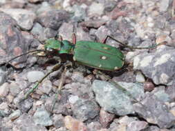 Image de Cicindela