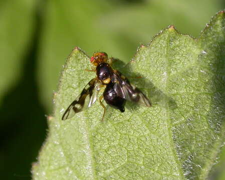 Image of Celery Fly