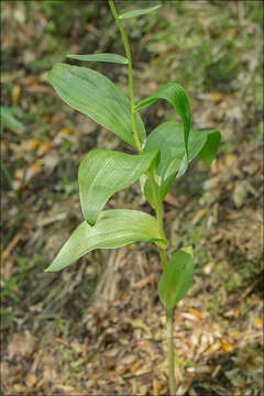 Image of Helleborine