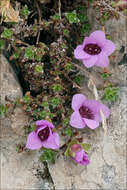 Image de Saxifraga oppositifolia subsp. oppositifolia