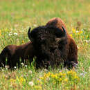 Image of *bison bison