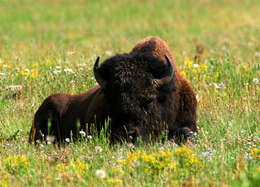 Image of *bison