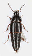 Imagem de Tachinus (Tachinus) rufipes (Linnaeus 1758)