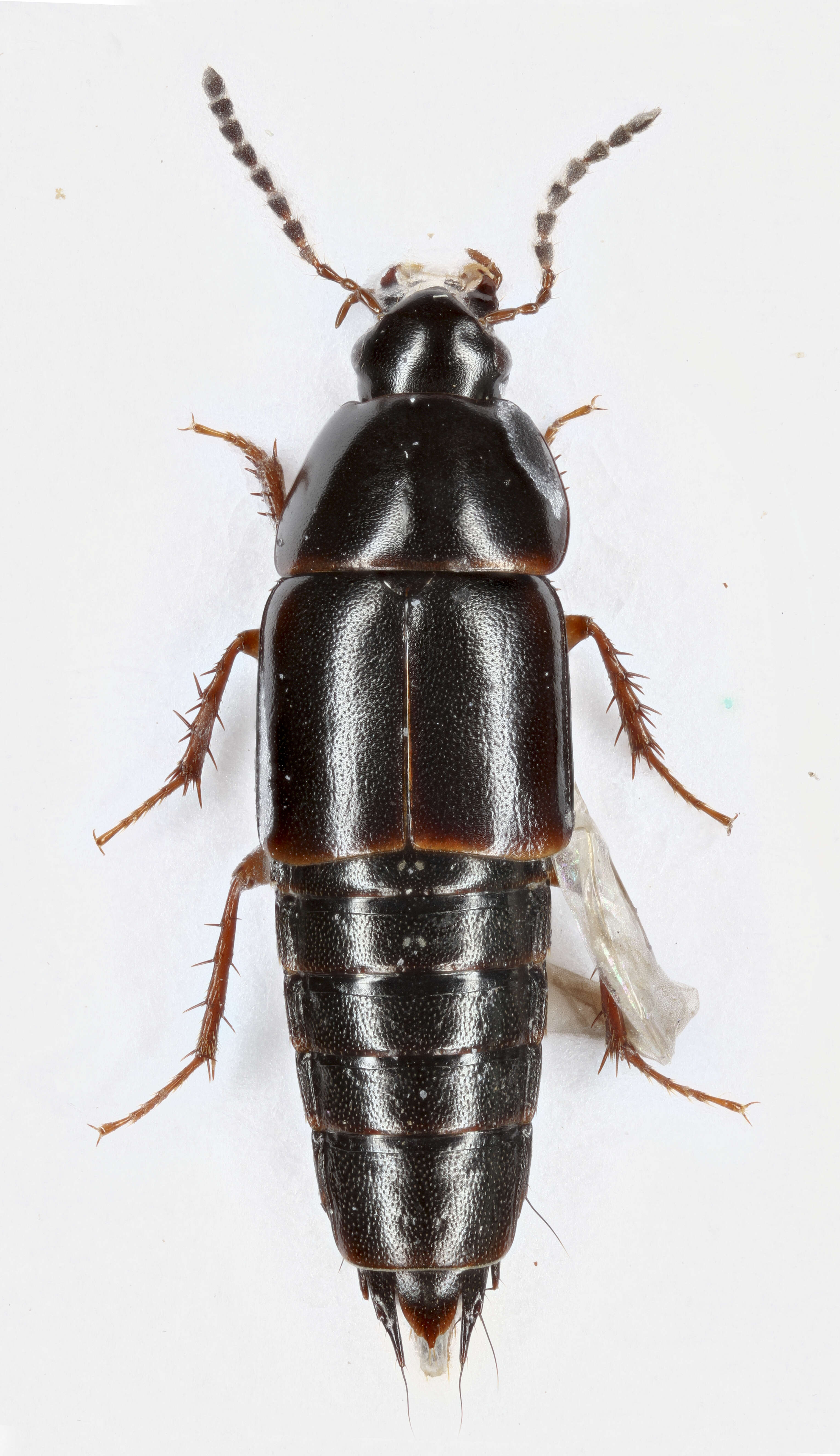 Image of Tachinus