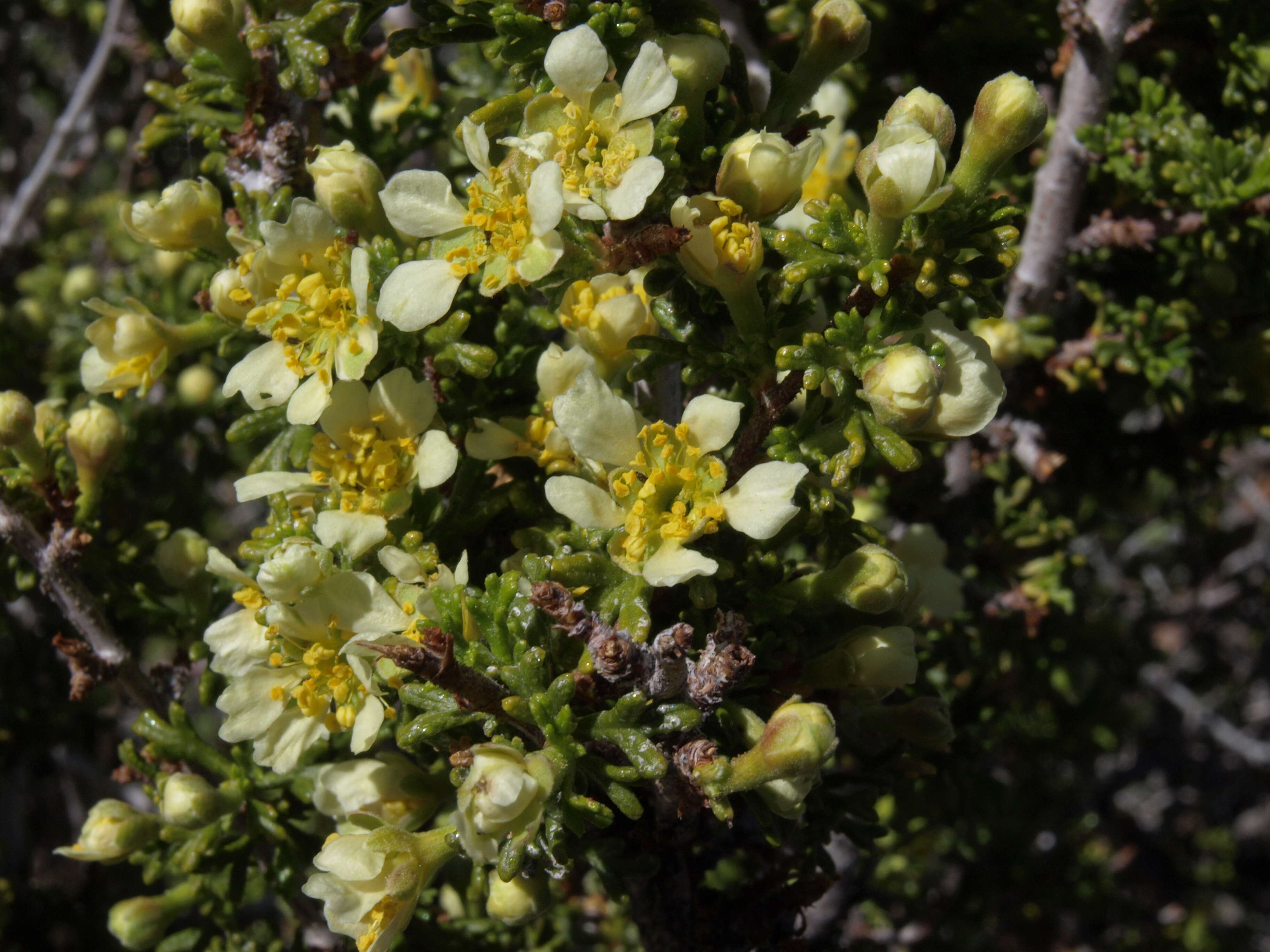 Image of bitterbrush