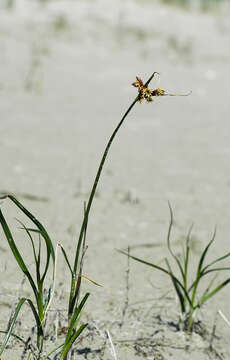 Image of bulrush