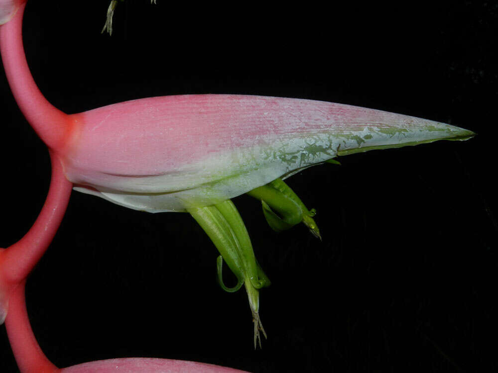 Image of Heliconia chartacea Lane ex Barreiros