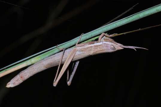 Image of Leptacris monteiroi monteiroi (Bolívar & I. 1890)