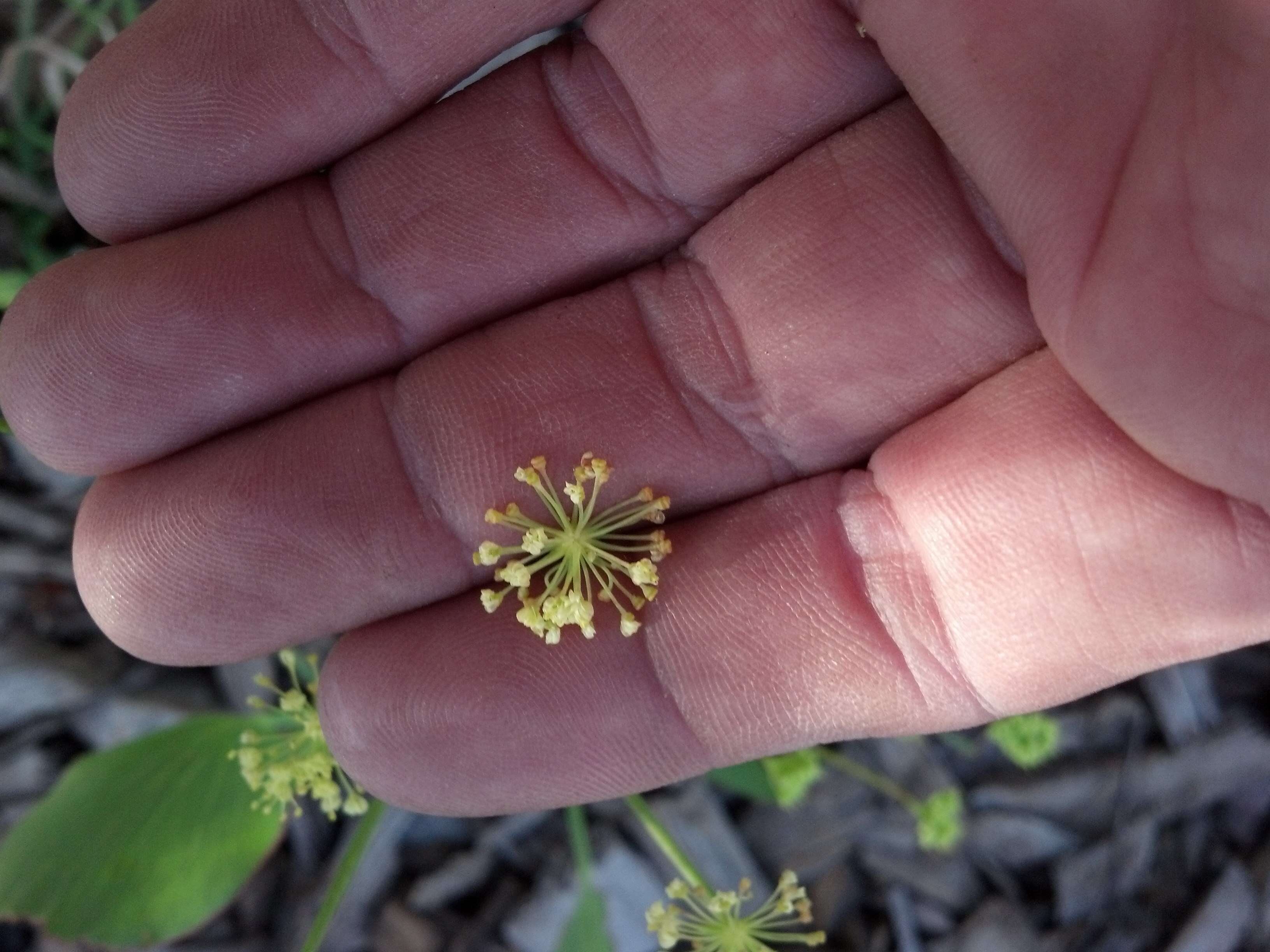 Imagem de Lomatium nudicaule (Pursh) Coult. & Rose