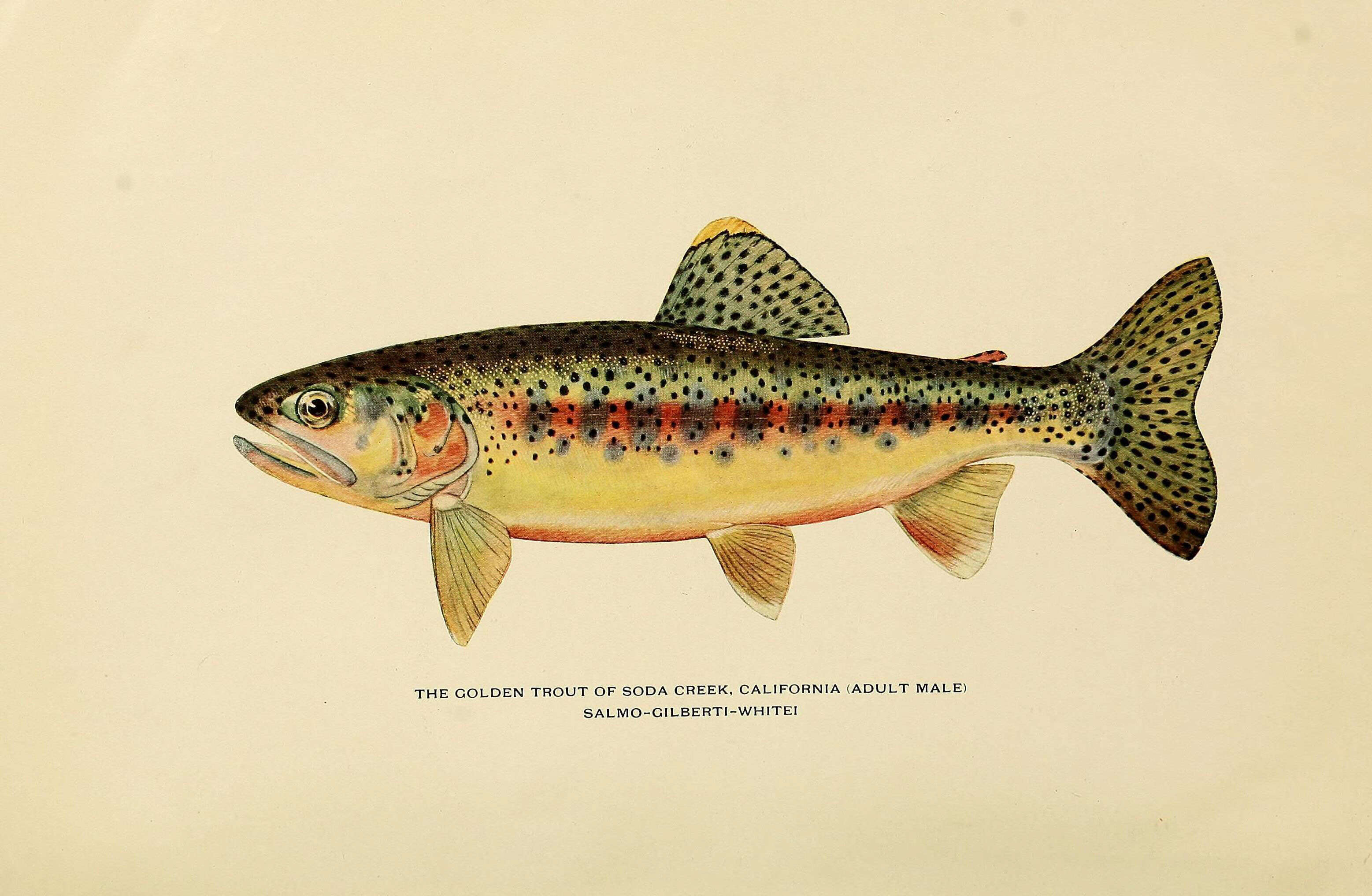 Image of Golden trout