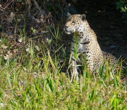 Image of Jaguar