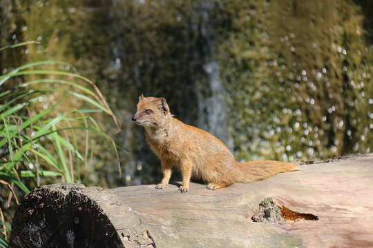 Image of Yellow Mongoose