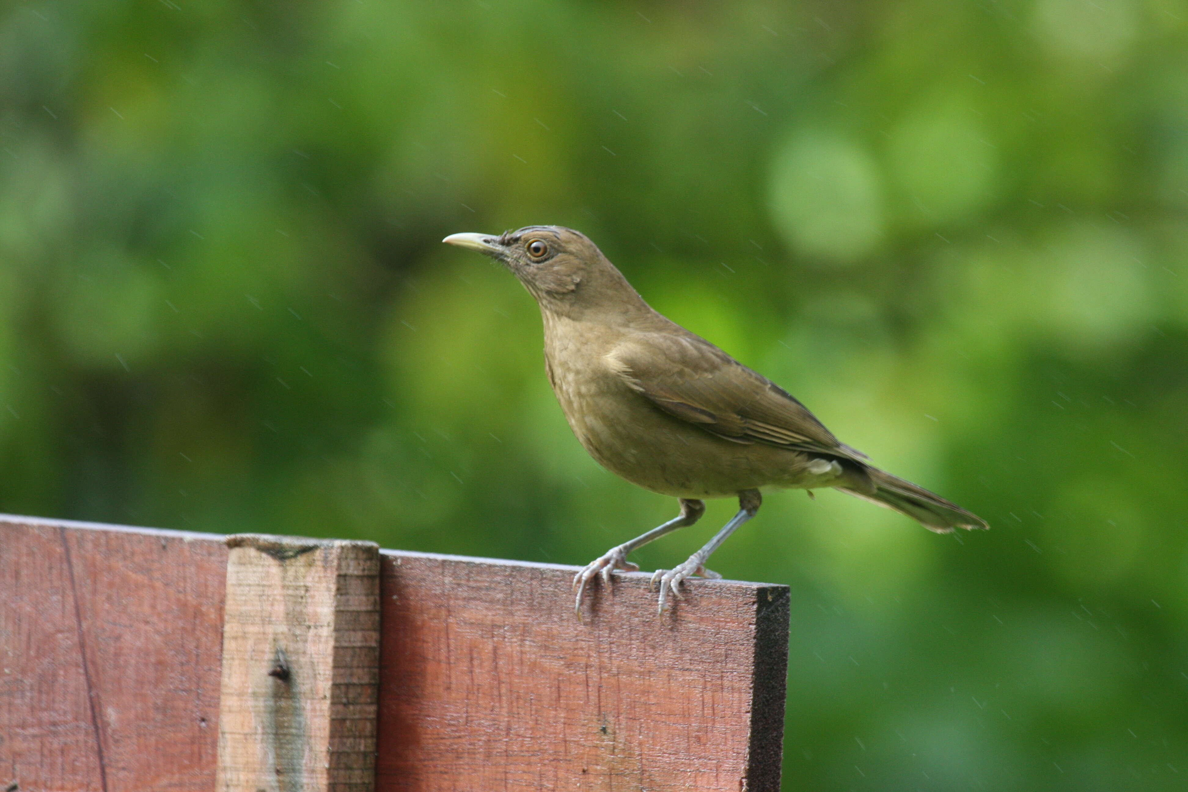 Image of Clay-colored Robin