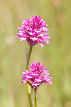 Image of Pyramidal orchid