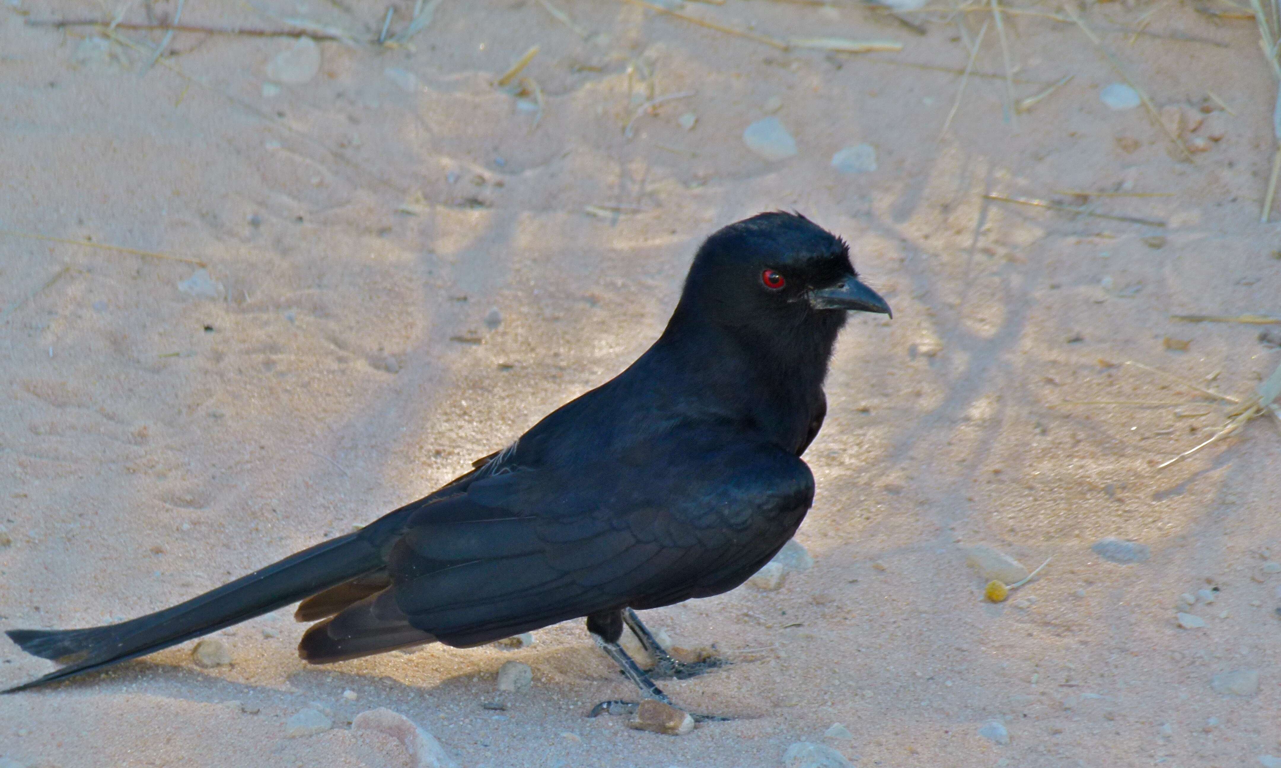 Image of Fork-tailed Drongo