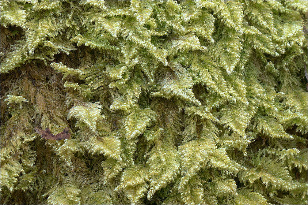 Image of ctenidium moss