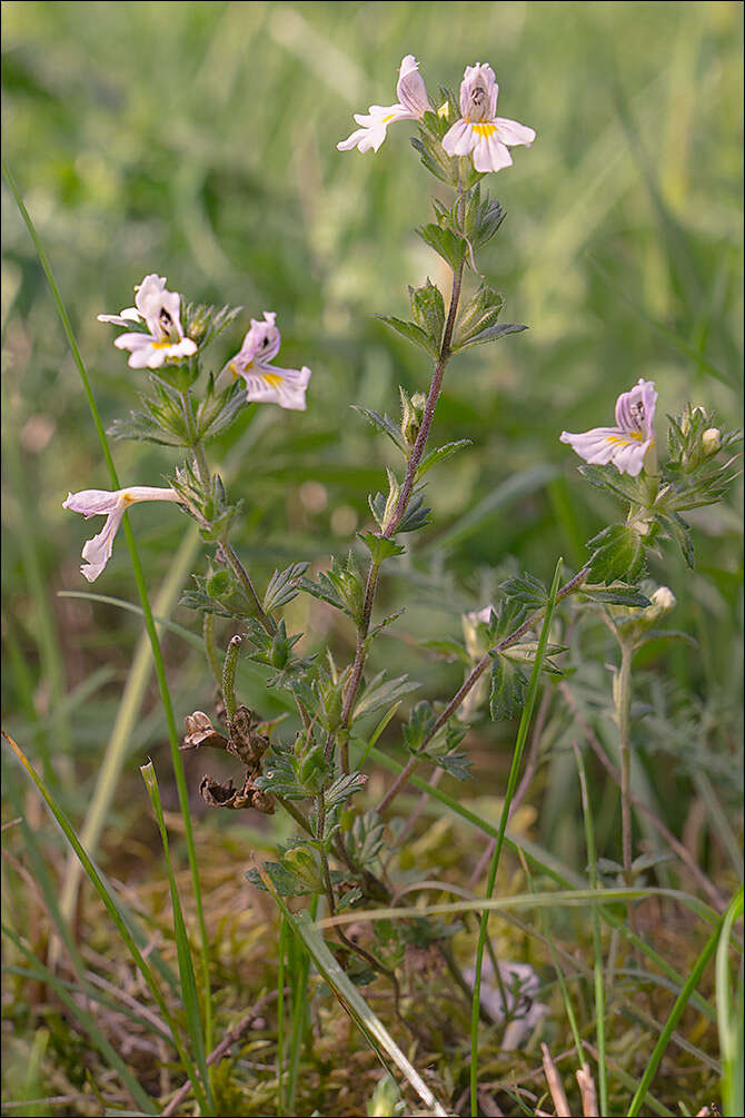 Image of Euphrasia officinalis L.