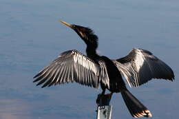 Image de Anhinga d'Amérique