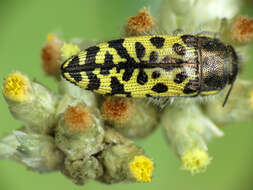 Image of Acmaeodera decipiens Le Conte 1866