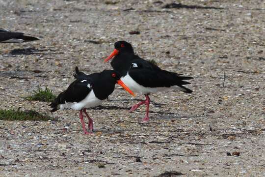 Image of Australian Pied Oystercatcher