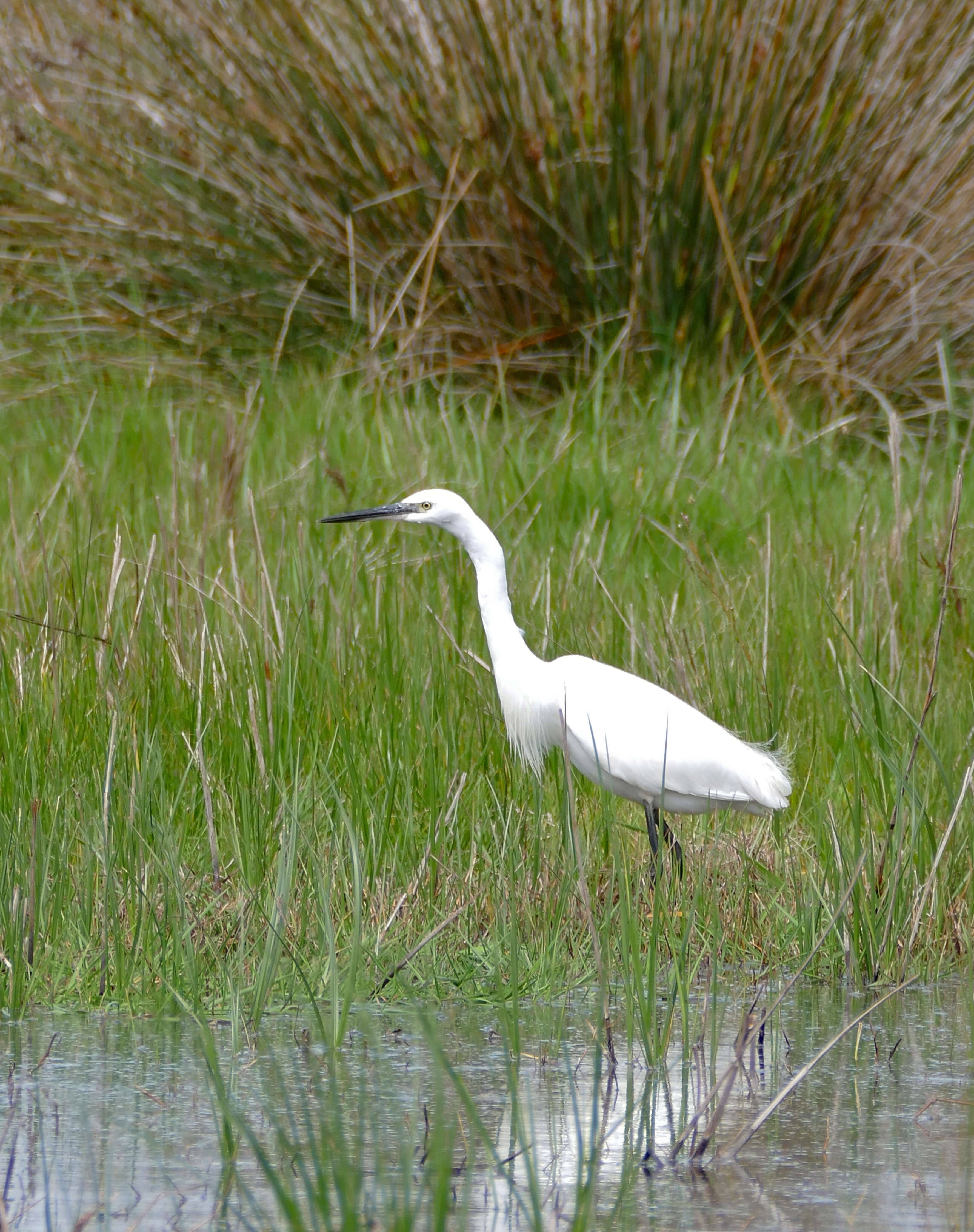 Image of Egretta Forster & T 1817