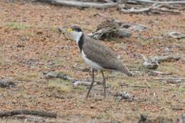 Image of Masked Lapwing