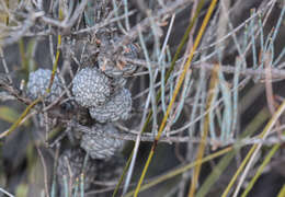 Image of dwarf she-oak