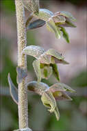 Image of Small-leaved Helleborine