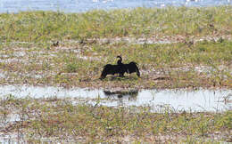 Image de <i>Phalacrocorax africanus</i>