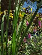 Image of loosestrife