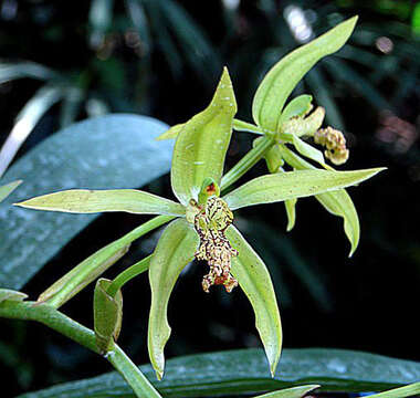 Image of Coelogyne verrucosa S. E. C. Sierra